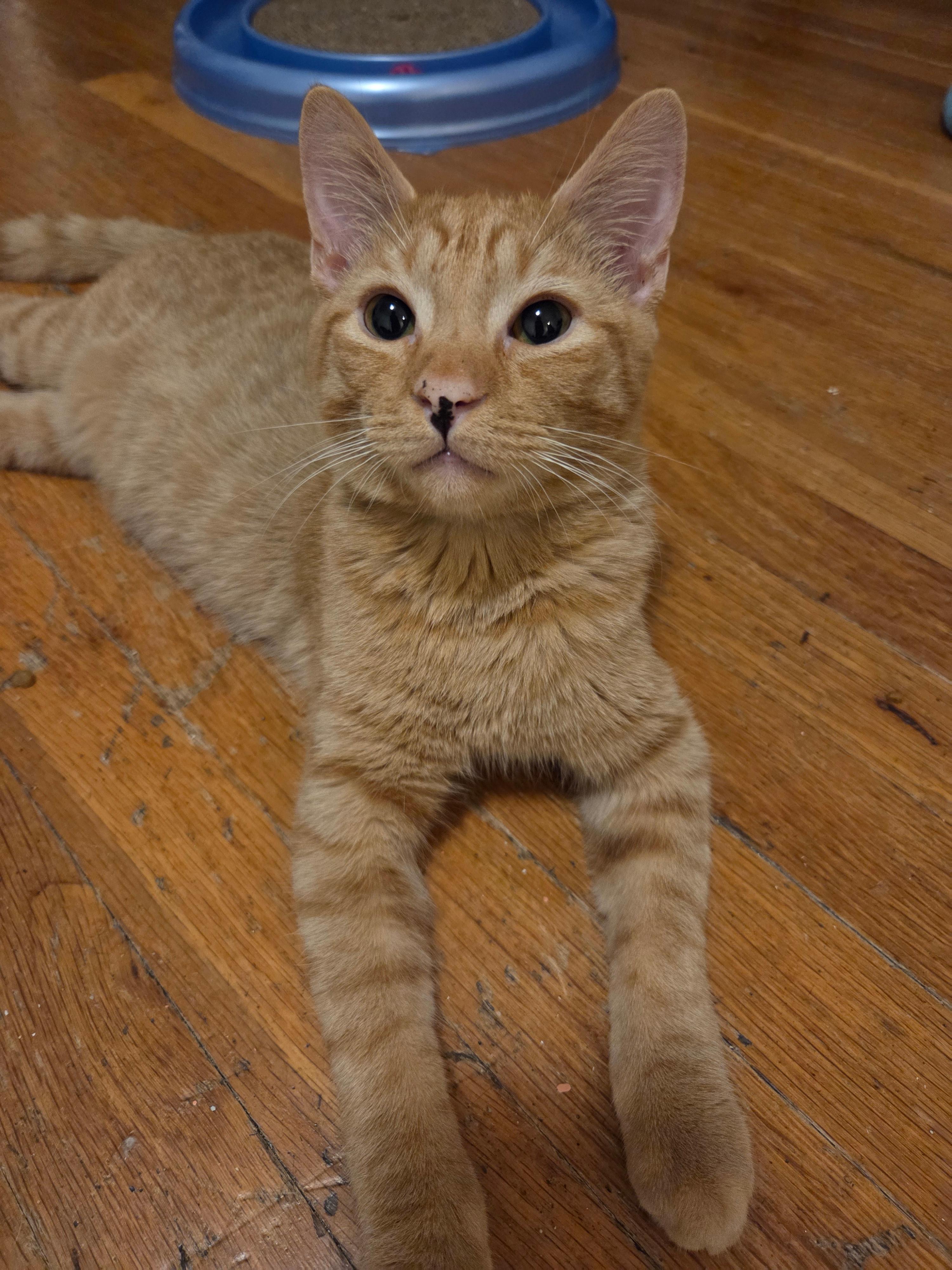 Enlarge Kapow, a Adoptable Domestic Short Hair in Melrose, MA image 3/5