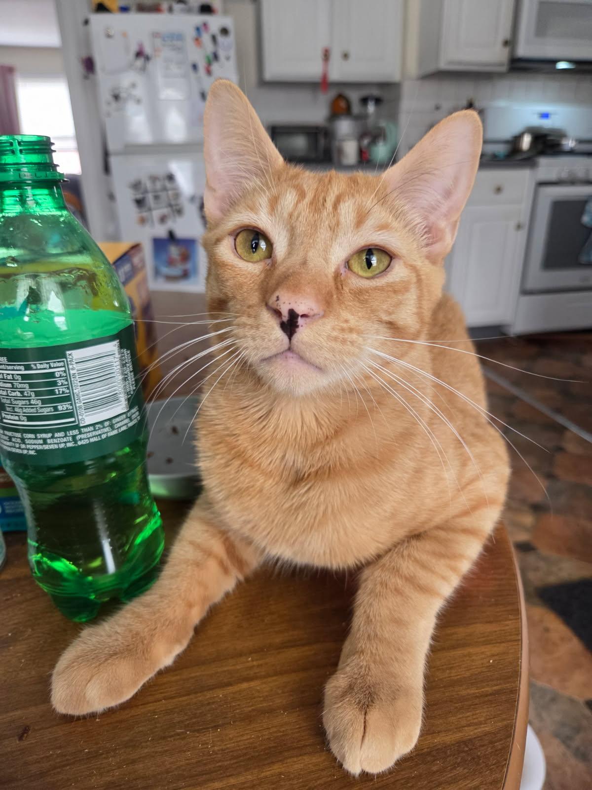 Kapow, Adoptable, Kitten Male Domestic Short Hair.