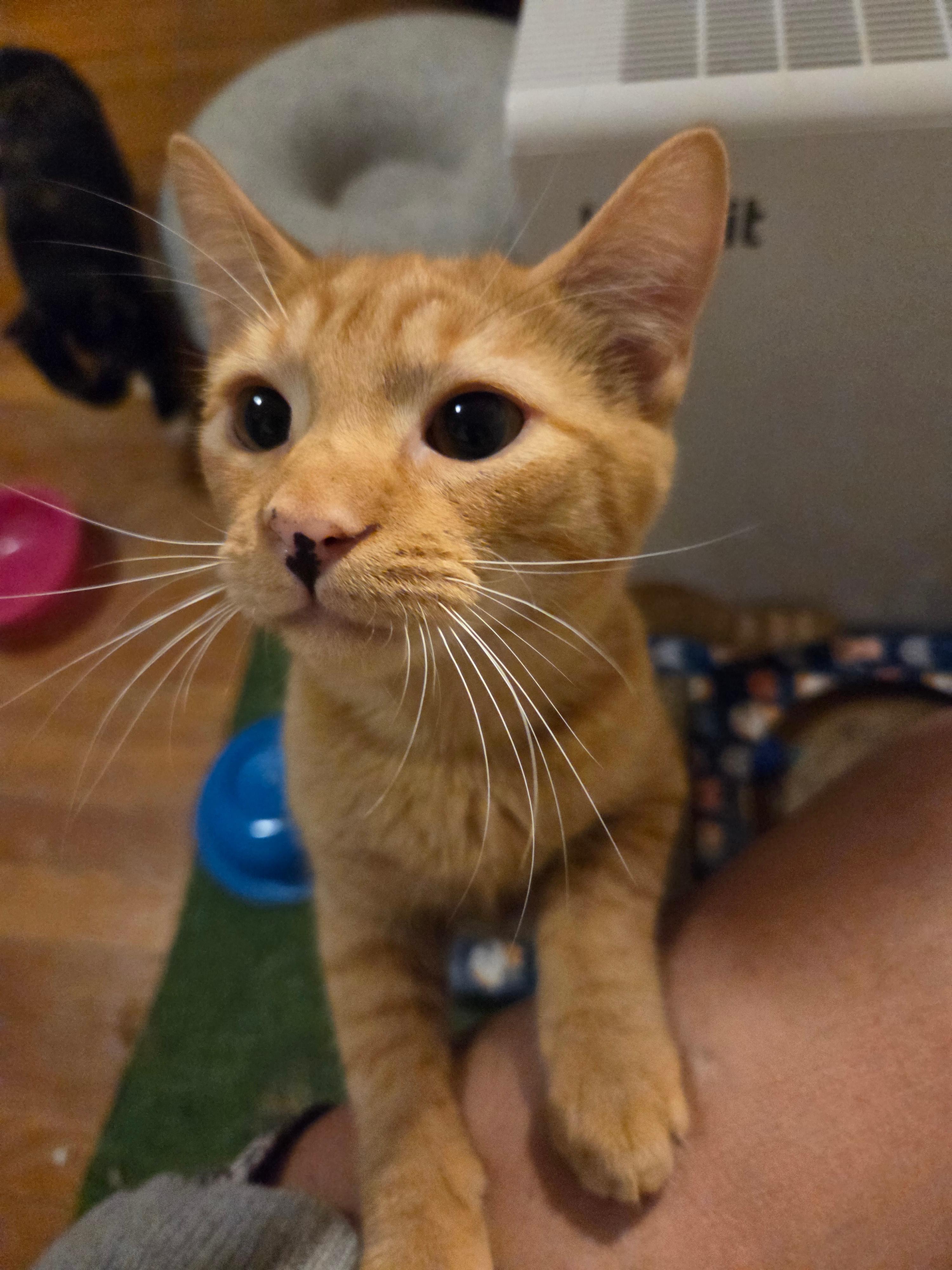 Enlarge Kapow, a Adoptable Domestic Short Hair in Melrose, MA image 4/5