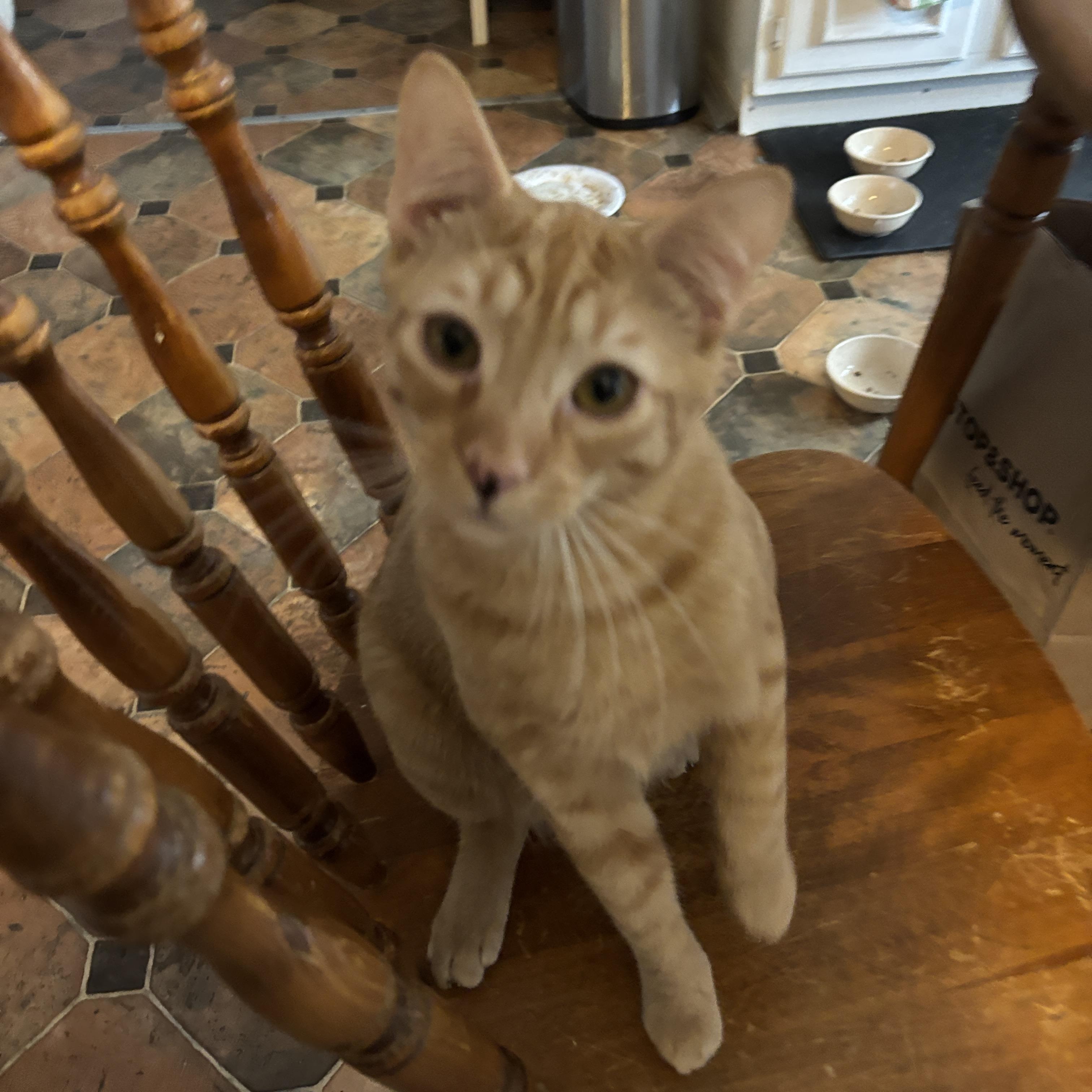 Enlarge Kapow, a Adoptable Domestic Short Hair in Melrose, MA image 5/5