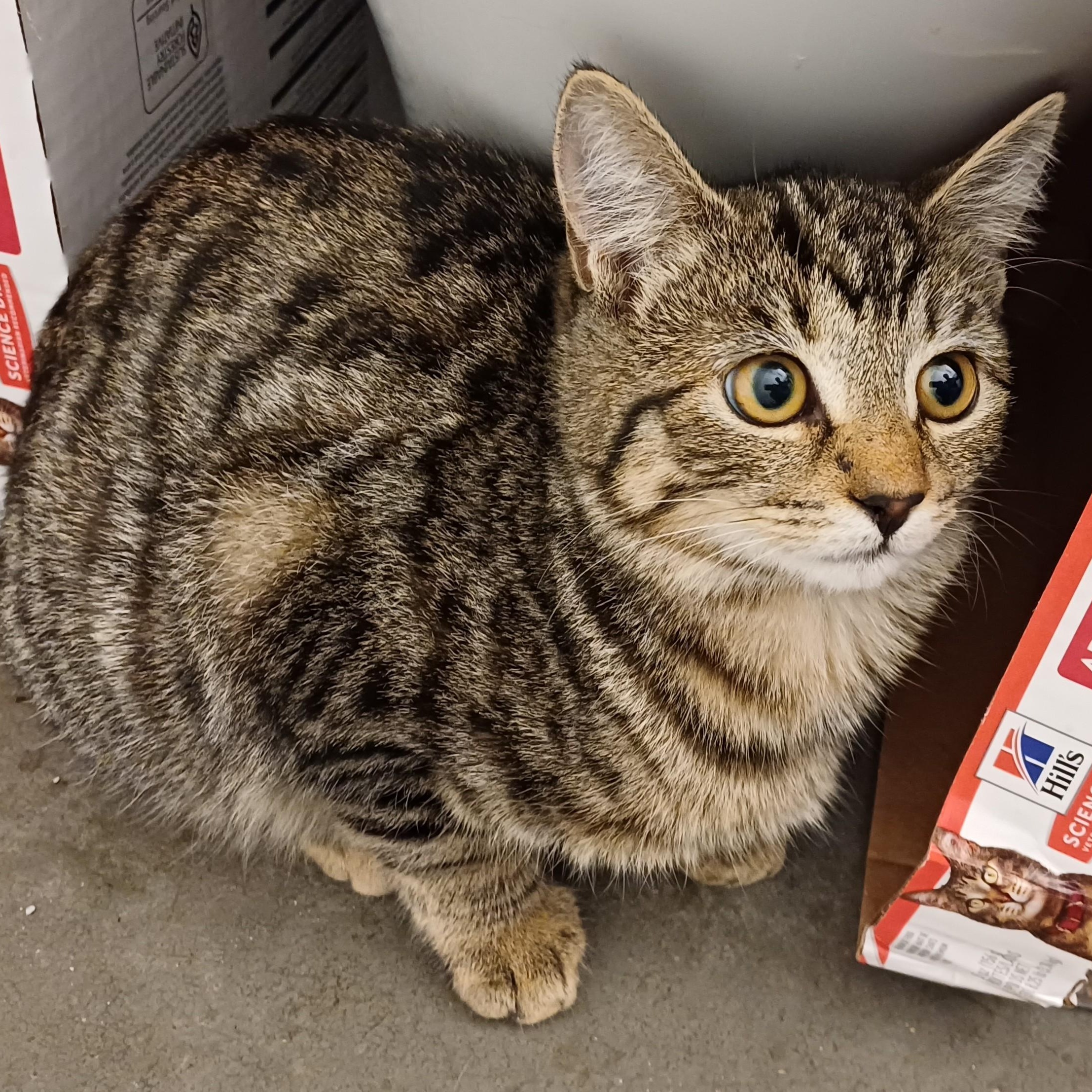 Enlarge Magnolia aka Maggie, a Adoptable Domestic Short Hair in Renton , WA image 1/6