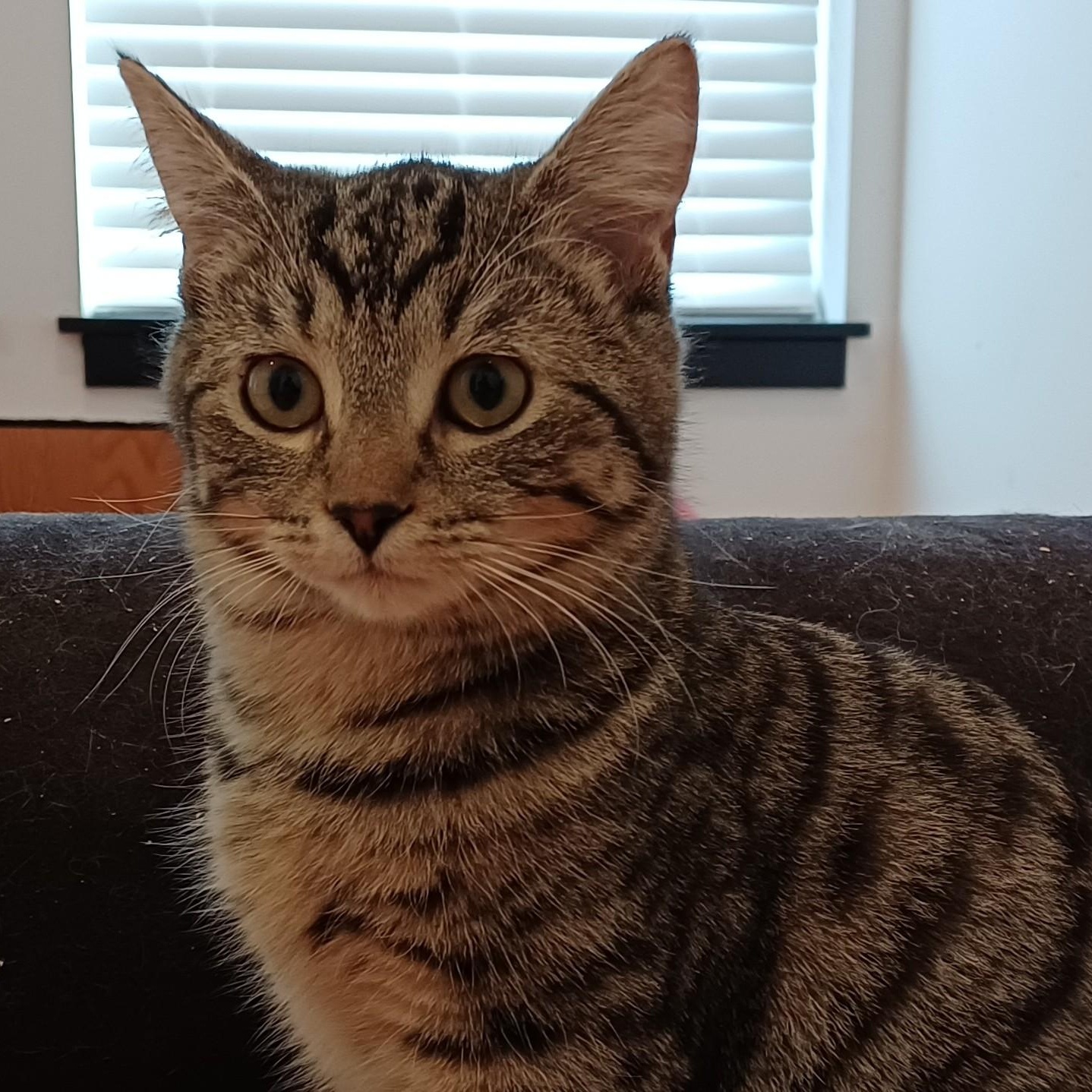 Enlarge Magnolia aka Maggie, a Adoptable Domestic Short Hair in Renton , WA image 2/6