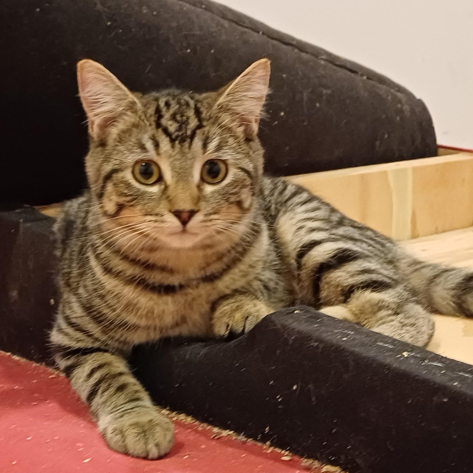 Enlarge Magnolia aka Maggie, a Adoptable Domestic Short Hair in Renton , WA image 4/6