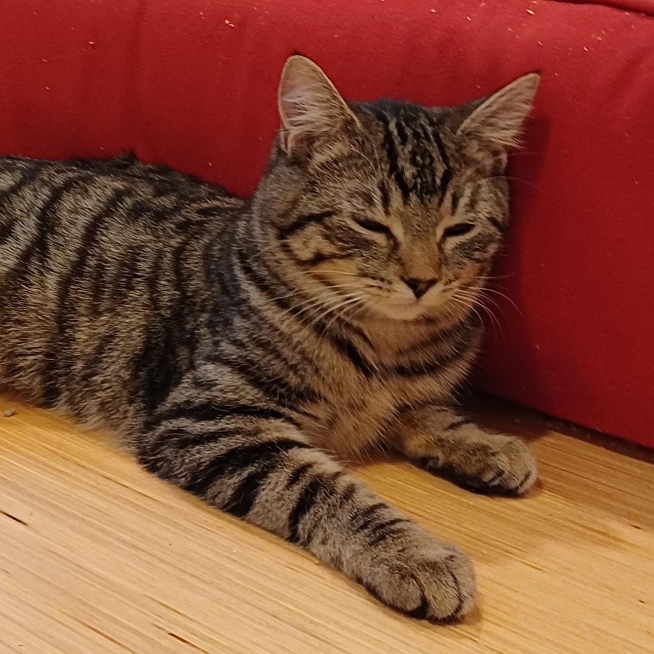 Enlarge Magnolia aka Maggie, a Adoptable Domestic Short Hair in Renton , WA image 5/6