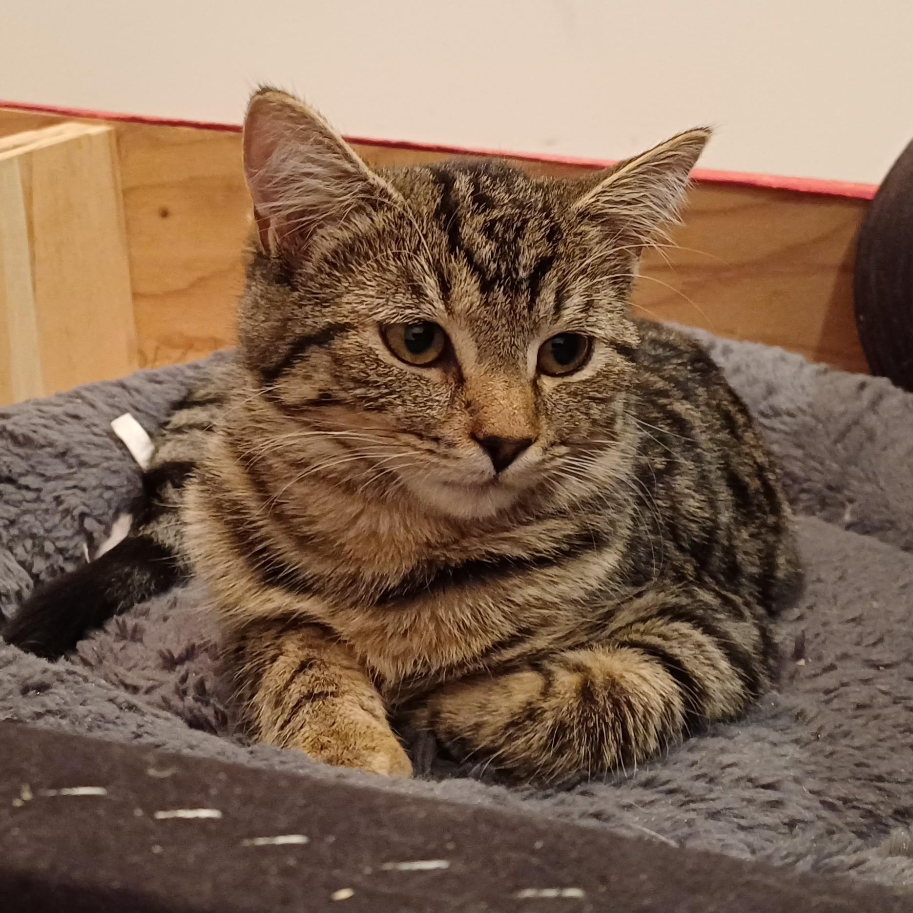 Enlarge Magnolia aka Maggie, a Adoptable Domestic Short Hair in Renton , WA image 6/6