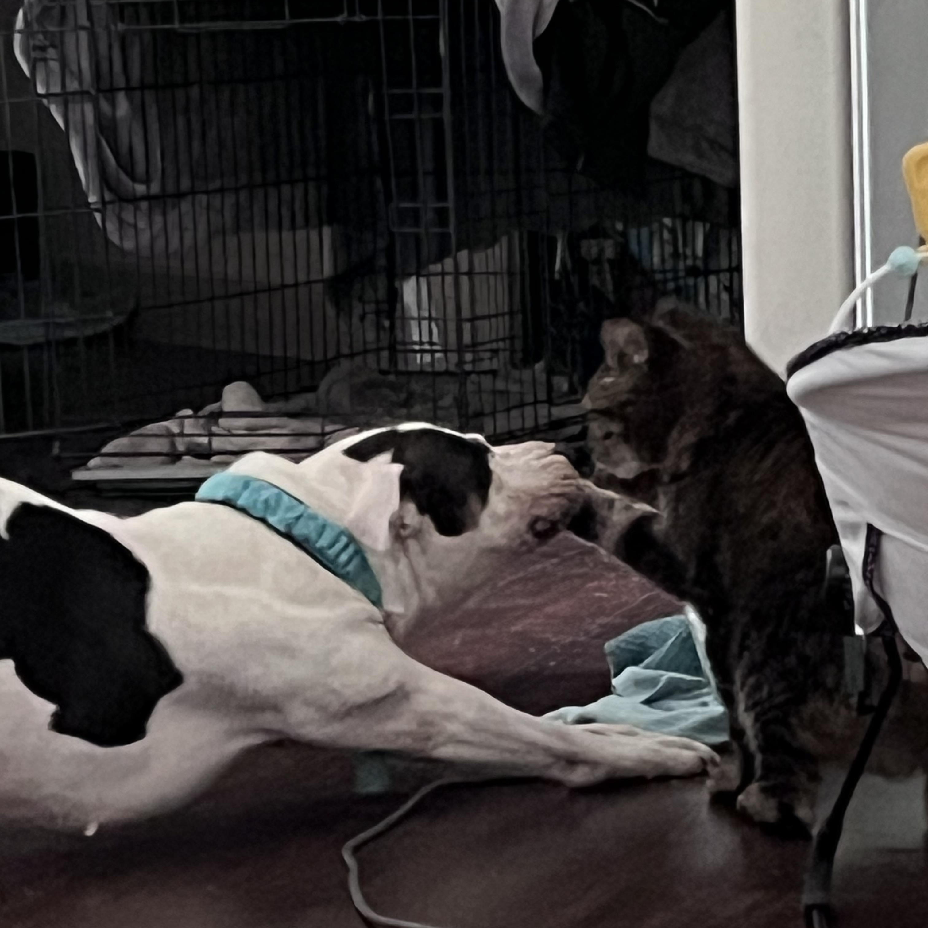 Layla, Adoptable, Adult Female Pit Bull Terrier.