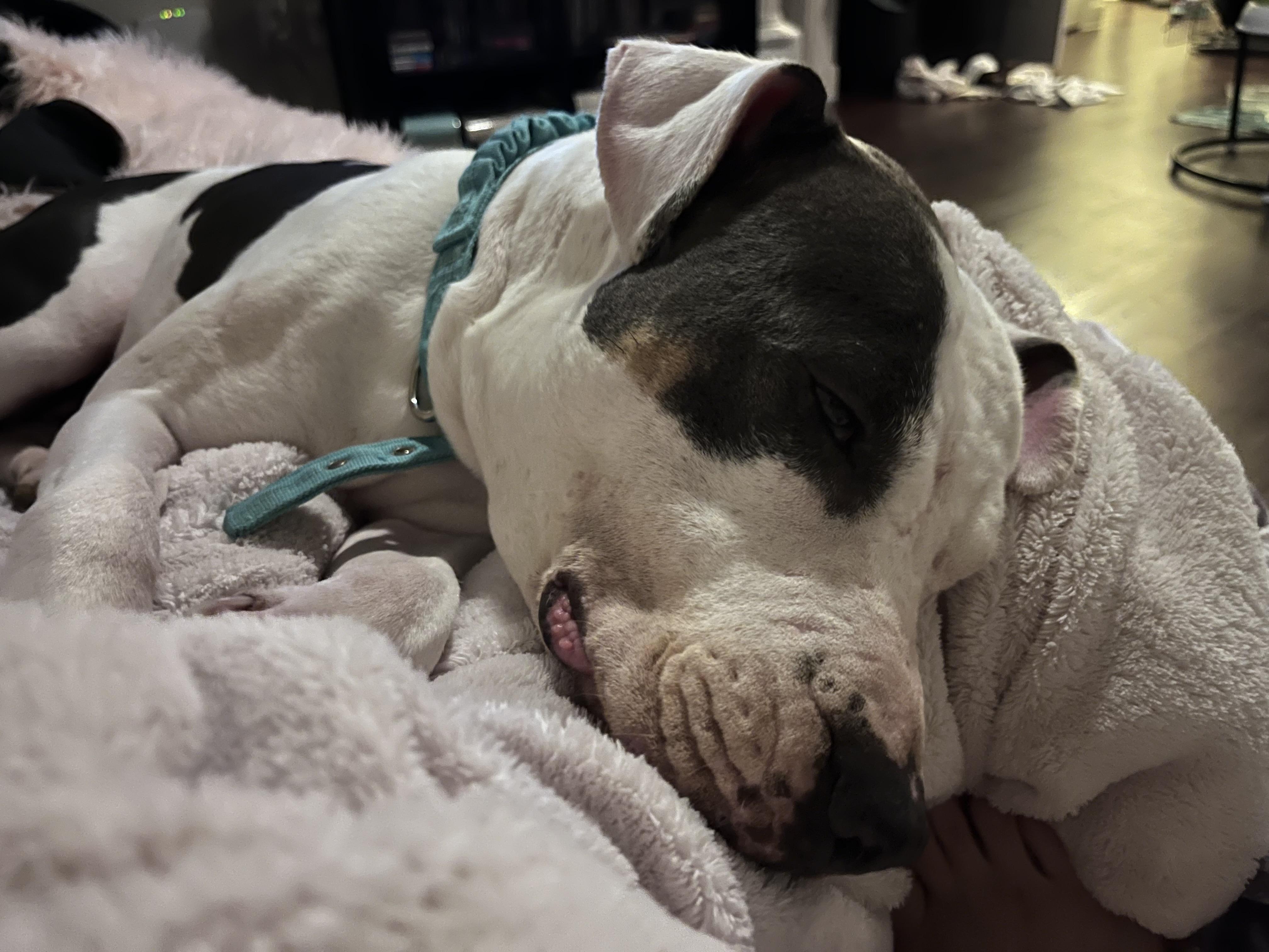 Enlarge Layla, a Adoptable mixed breed in Pflugerville, TX image 2/4