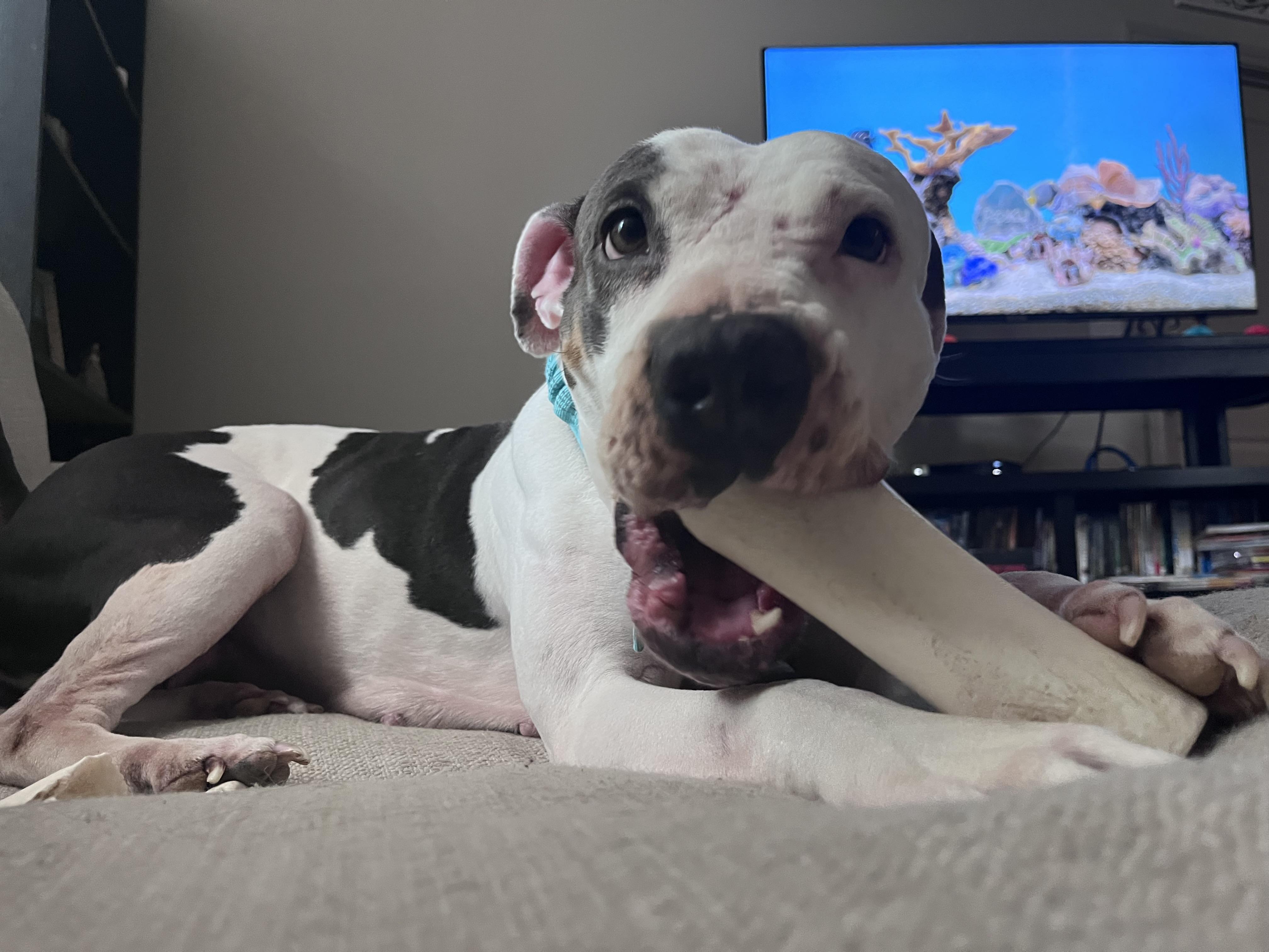 Enlarge Layla, a Adoptable mixed breed in Pflugerville, TX image 3/4