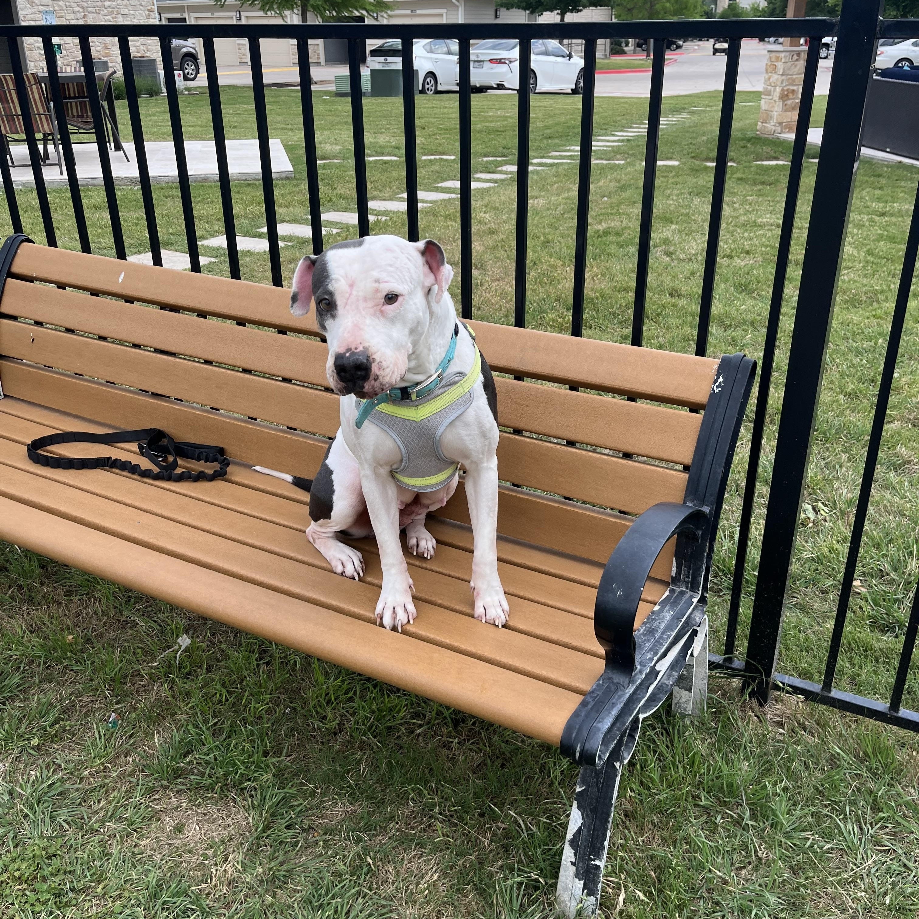 Enlarge Layla, a Adoptable mixed breed in Pflugerville, TX image 4/4