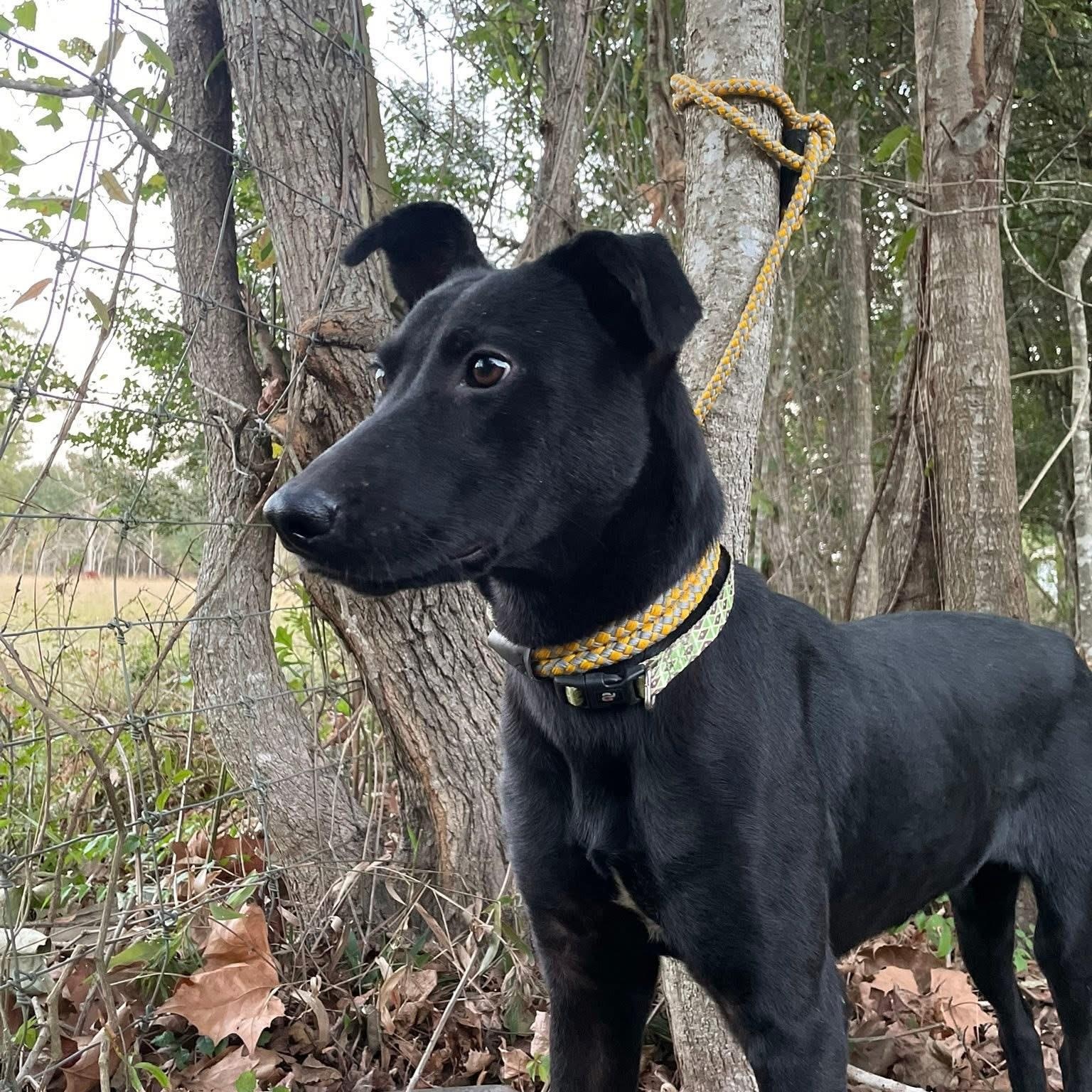Enlarge Lollipop 2, an adopted mixed breed in Jay, NY image 2/6