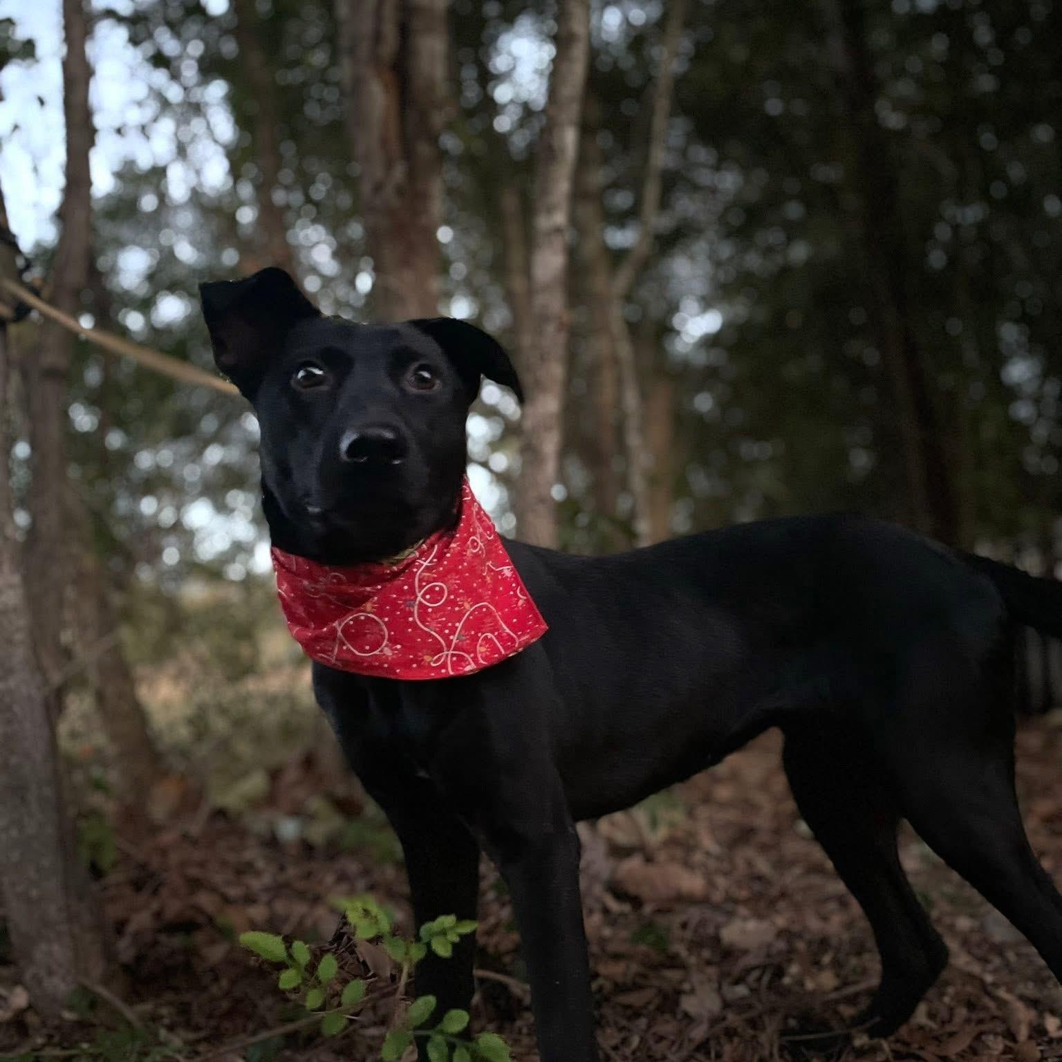 Lollipop thumbnail 3