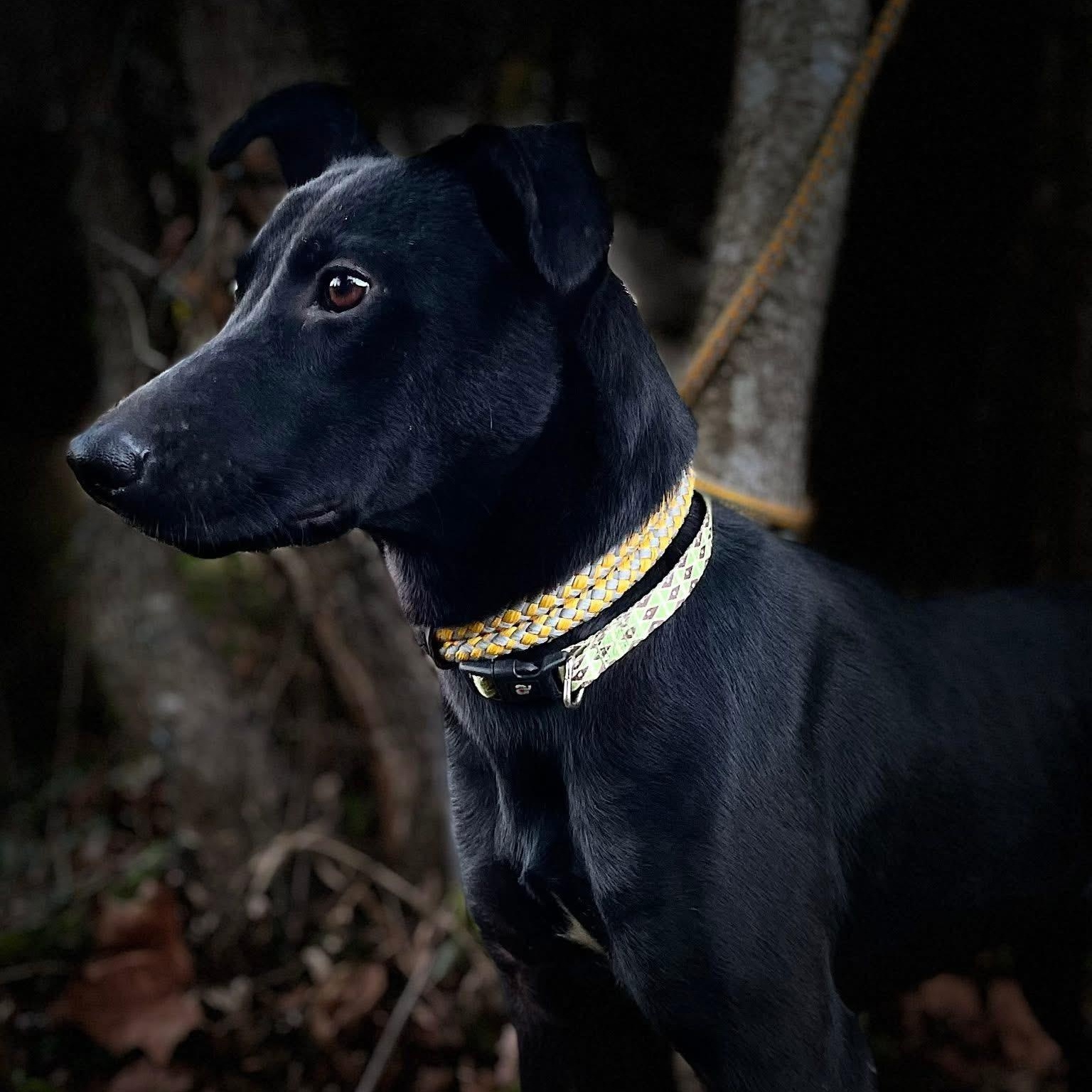 Enlarge Lollipop 2, an adopted mixed breed in Jay, NY image 4/6