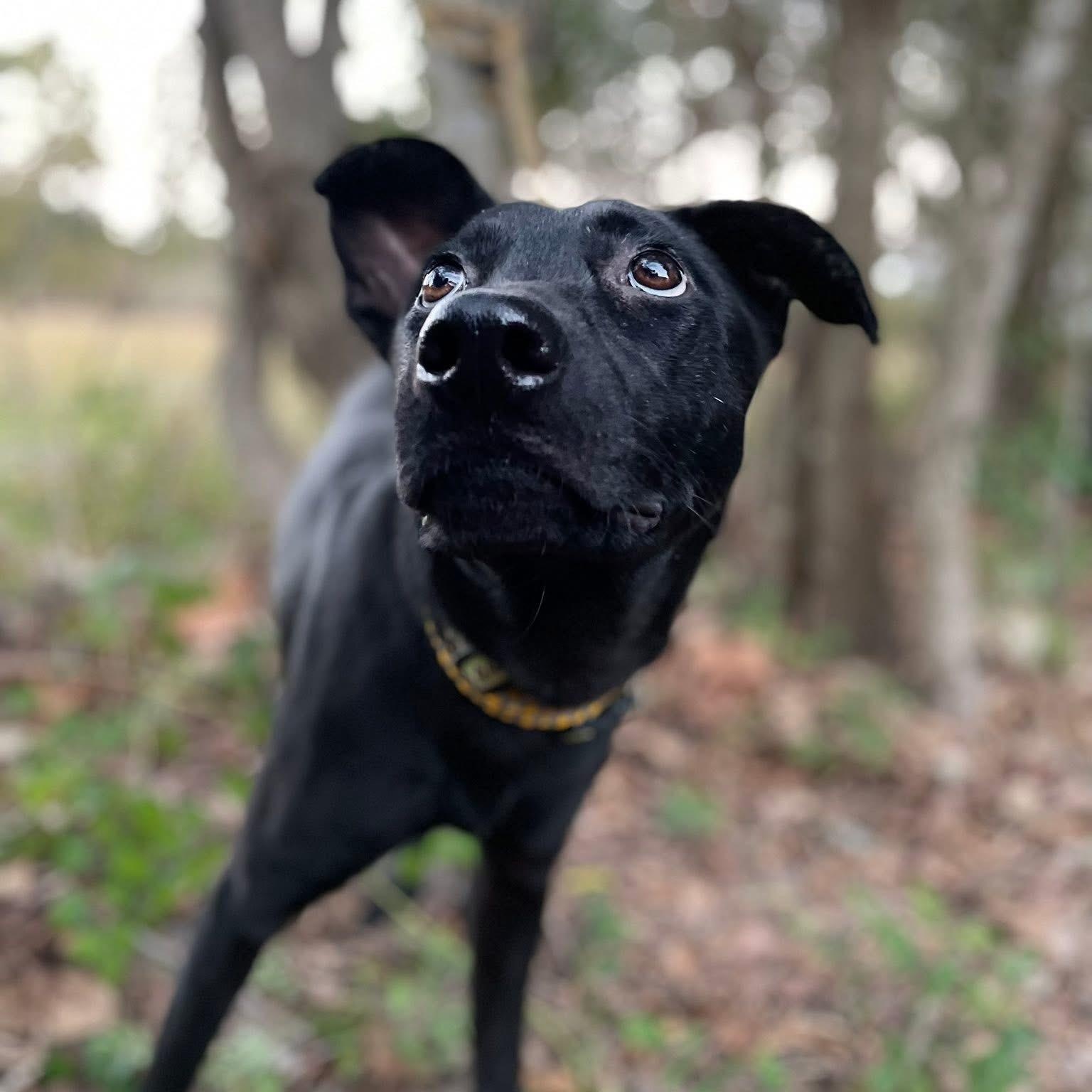 Enlarge Lollipop 2, an adopted mixed breed in Jay, NY image 5/6