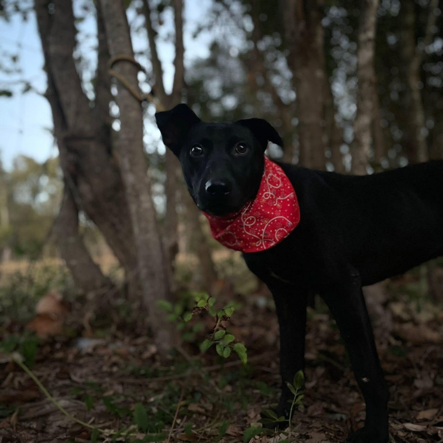 Enlarge Lollipop 2, an adopted mixed breed in Jay, NY image 6/6