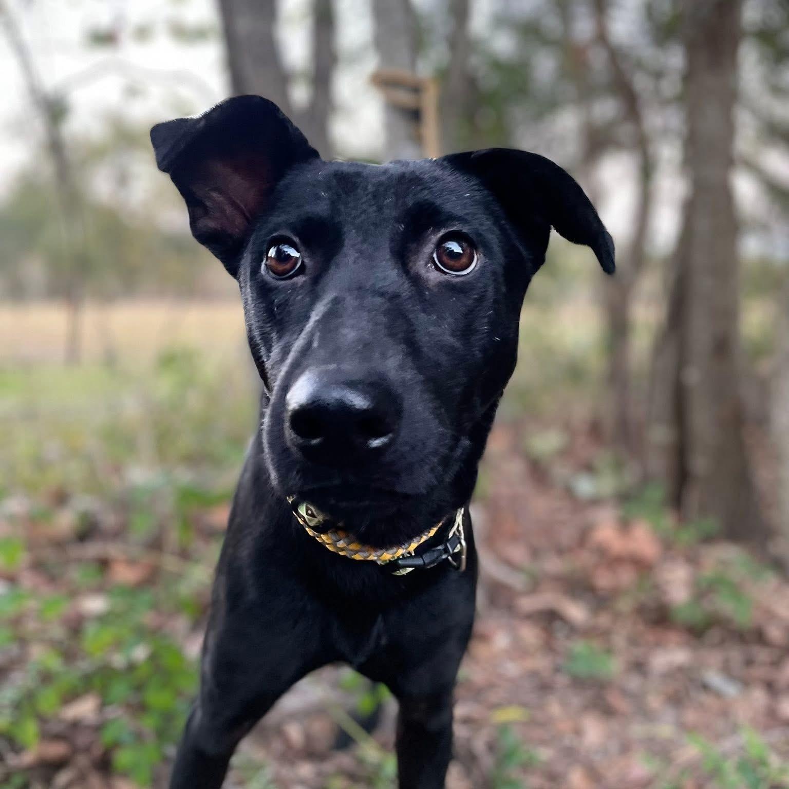 Lollipop 2, adopted, Puppy Female Black Labrador Retriever.