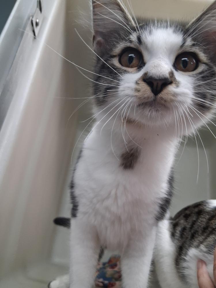Indigo #2, Adoptable, Kitten Male Domestic Medium Hair.