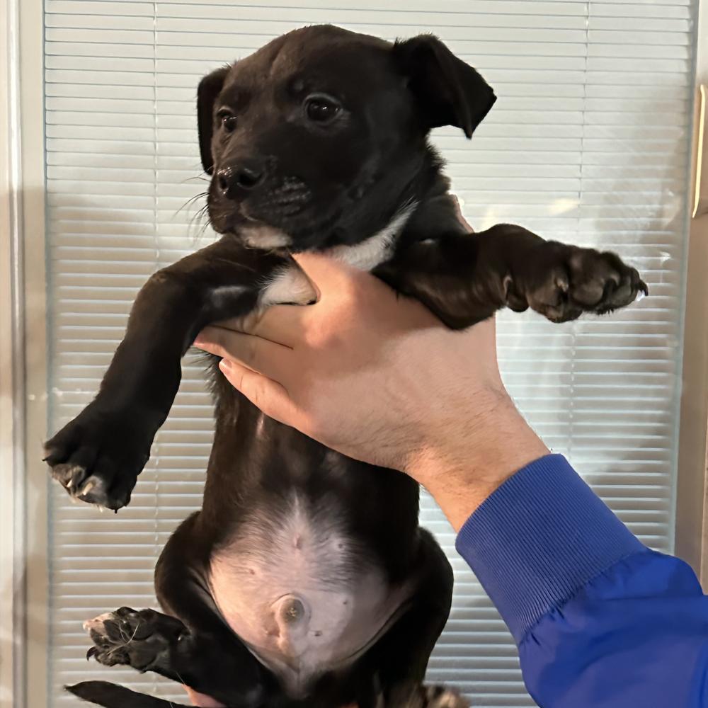Porter, Adoptable, Puppy Male Pit Bull Terrier.