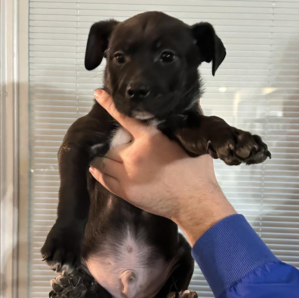 Enlarge Porter, a Adoptable mixed breed in Clovis, NM image 3/3