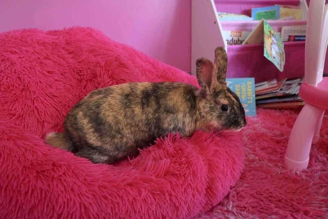 Habanero, a ADOPTABLE Harlequin in St. Charles, MO image 1/3