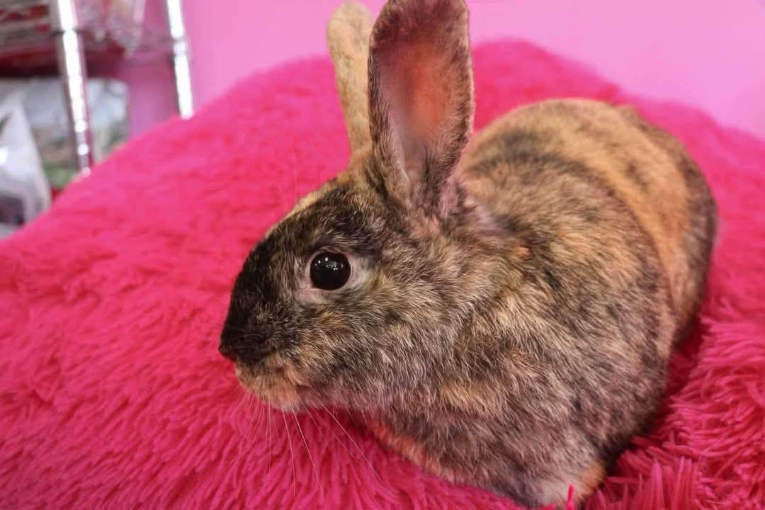 Habanero, a ADOPTABLE Harlequin in St. Charles, MO image 2/3