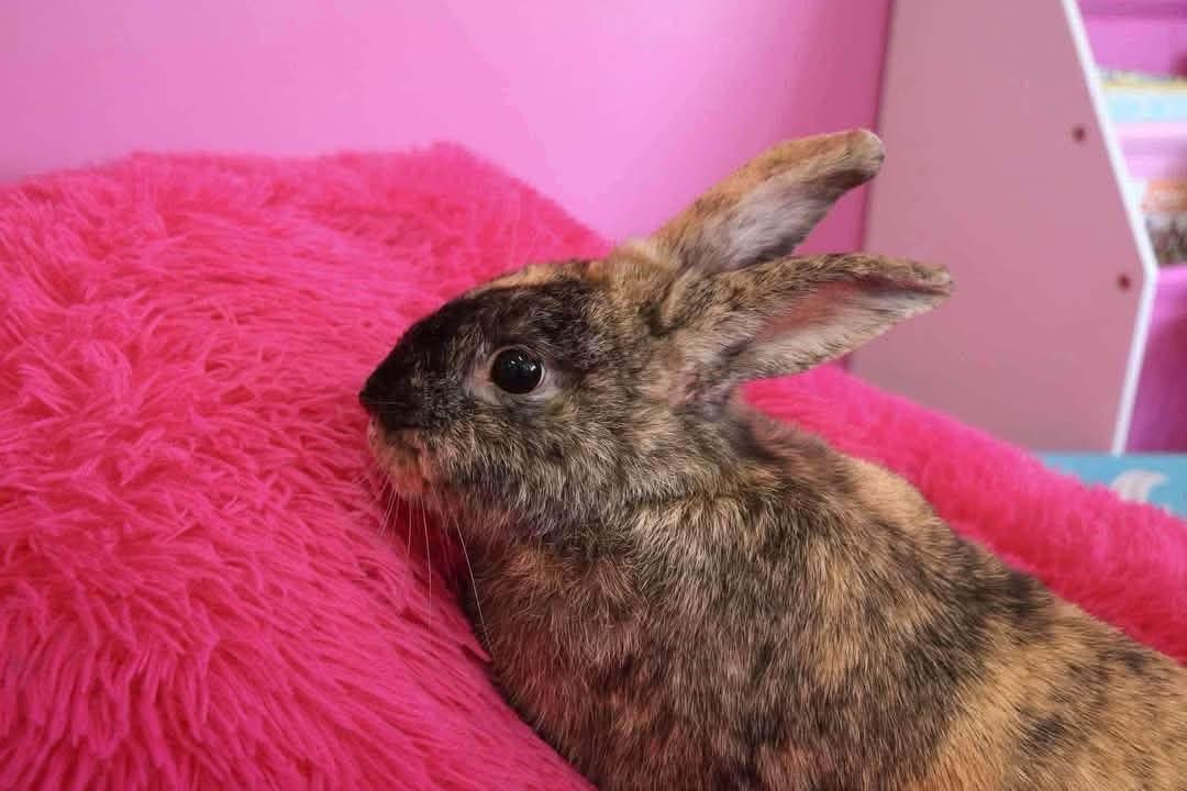 Habanero, a ADOPTABLE Harlequin in St. Charles, MO image 3/3