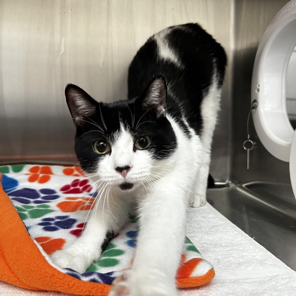 Elton John, Adoptable, Young Male Domestic Short Hair.