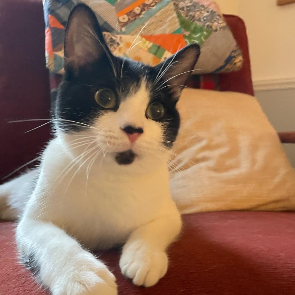 Enlarge Elton John, a Adoptable Domestic Short Hair in Evanston, IL image 2/6