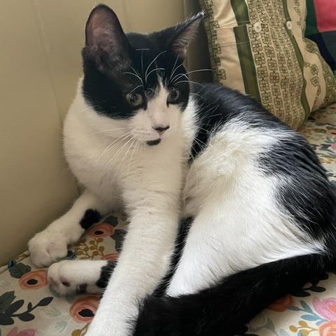 Enlarge Elton John, a Adoptable Domestic Short Hair in Evanston, IL image 3/6