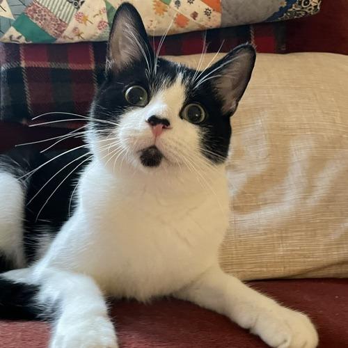 Enlarge Elton John, a Adoptable Domestic Short Hair in Evanston, IL image 4/6