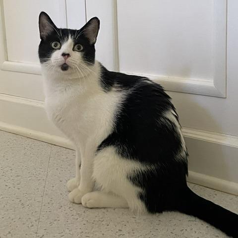 Enlarge Elton John, a Adoptable Domestic Short Hair in Evanston, IL image 5/6