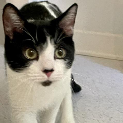 Enlarge Elton John, a Adoptable Domestic Short Hair in Evanston, IL image 6/6