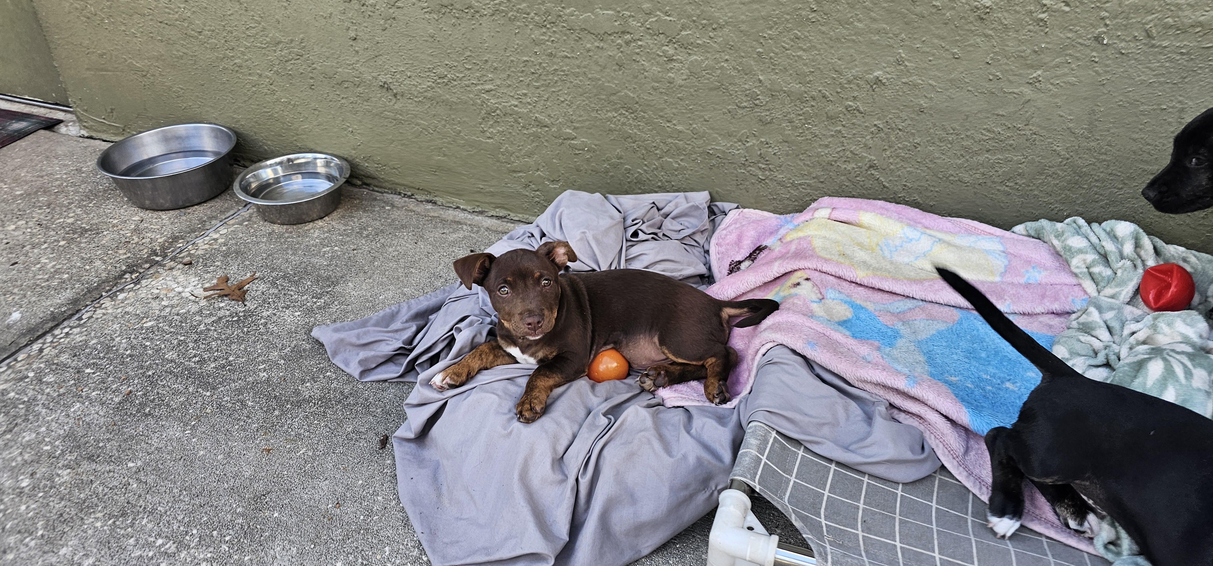 Ella, a ADOPTABLE mixed breed in Weeki Wachee, FL image 4/6