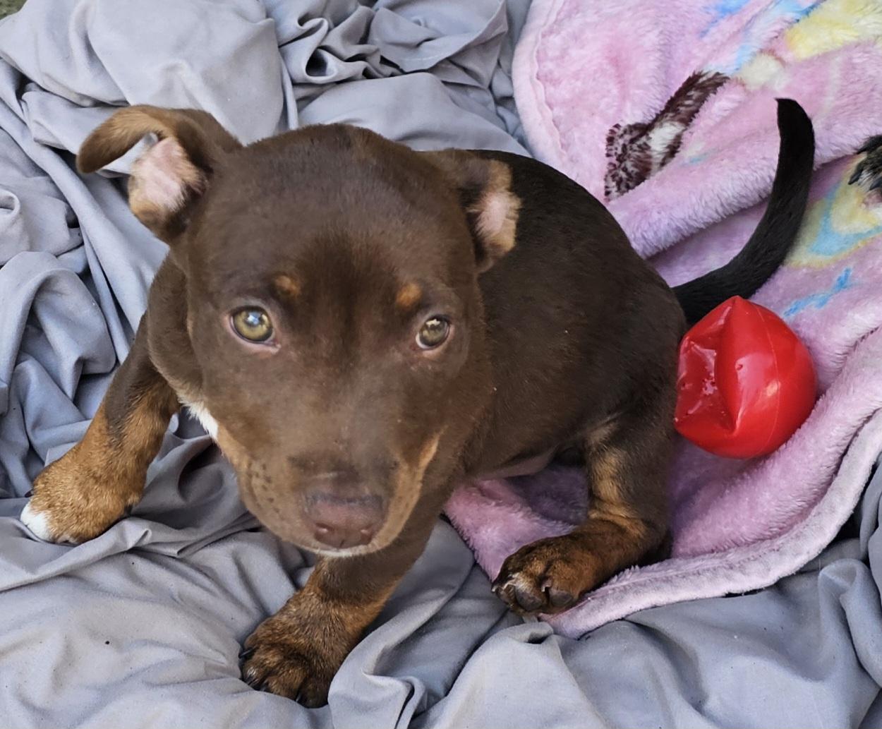 Ella, a ADOPTABLE mixed breed in Weeki Wachee, FL image 5/6