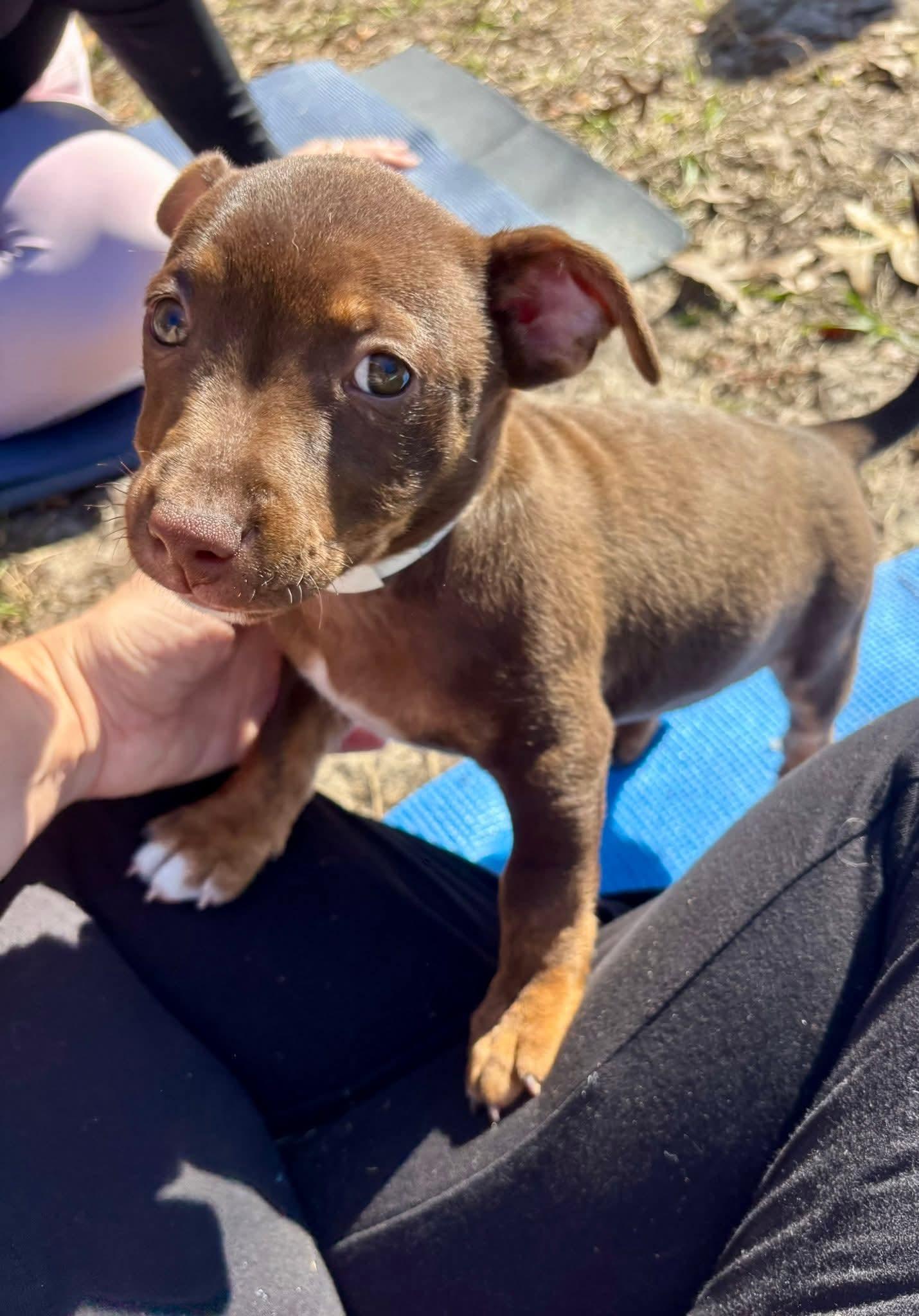 Ella, a ADOPTABLE mixed breed in Weeki Wachee, FL image 3/6