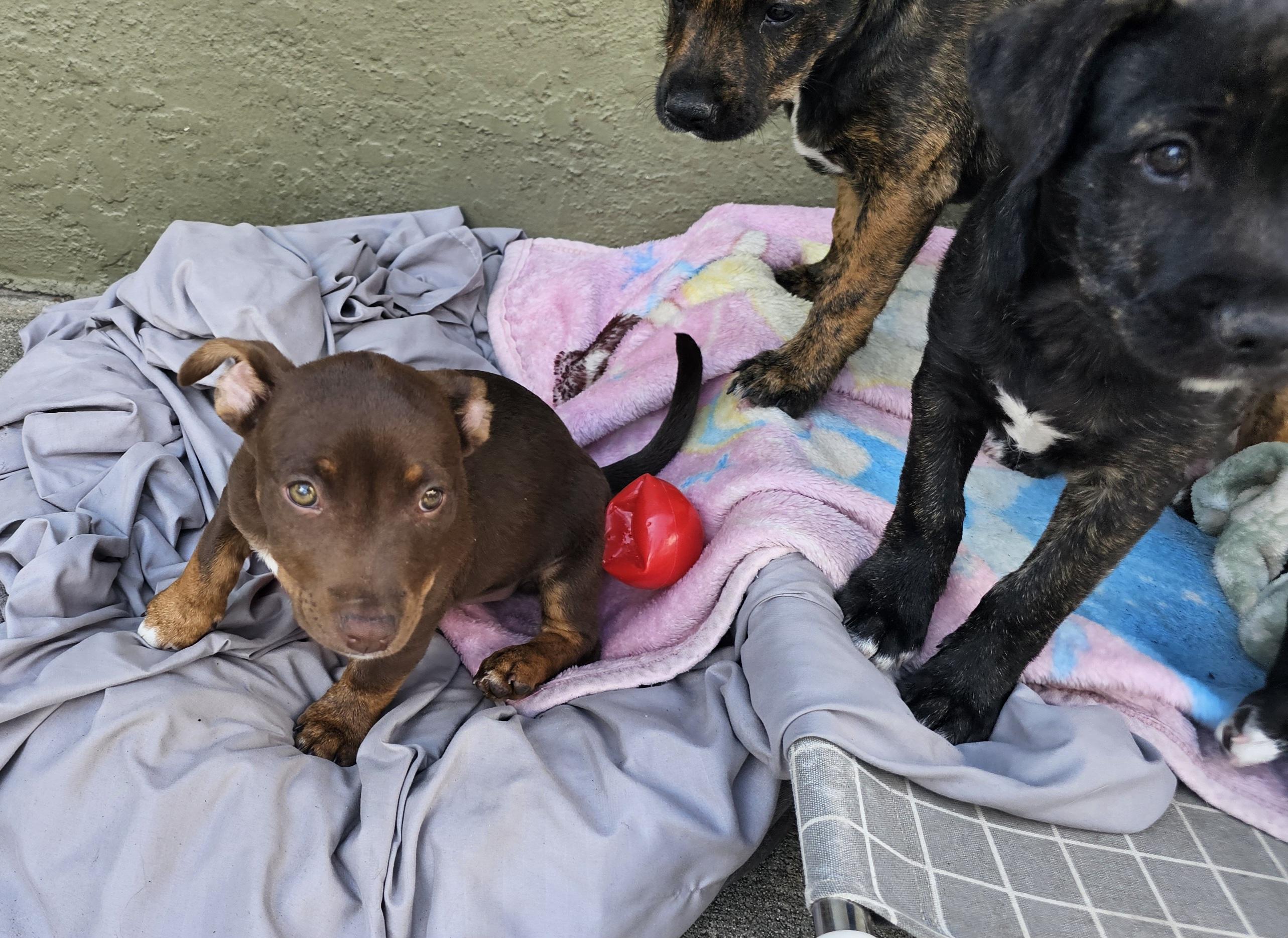 Ella, a ADOPTABLE mixed breed in Weeki Wachee, FL image 1/6