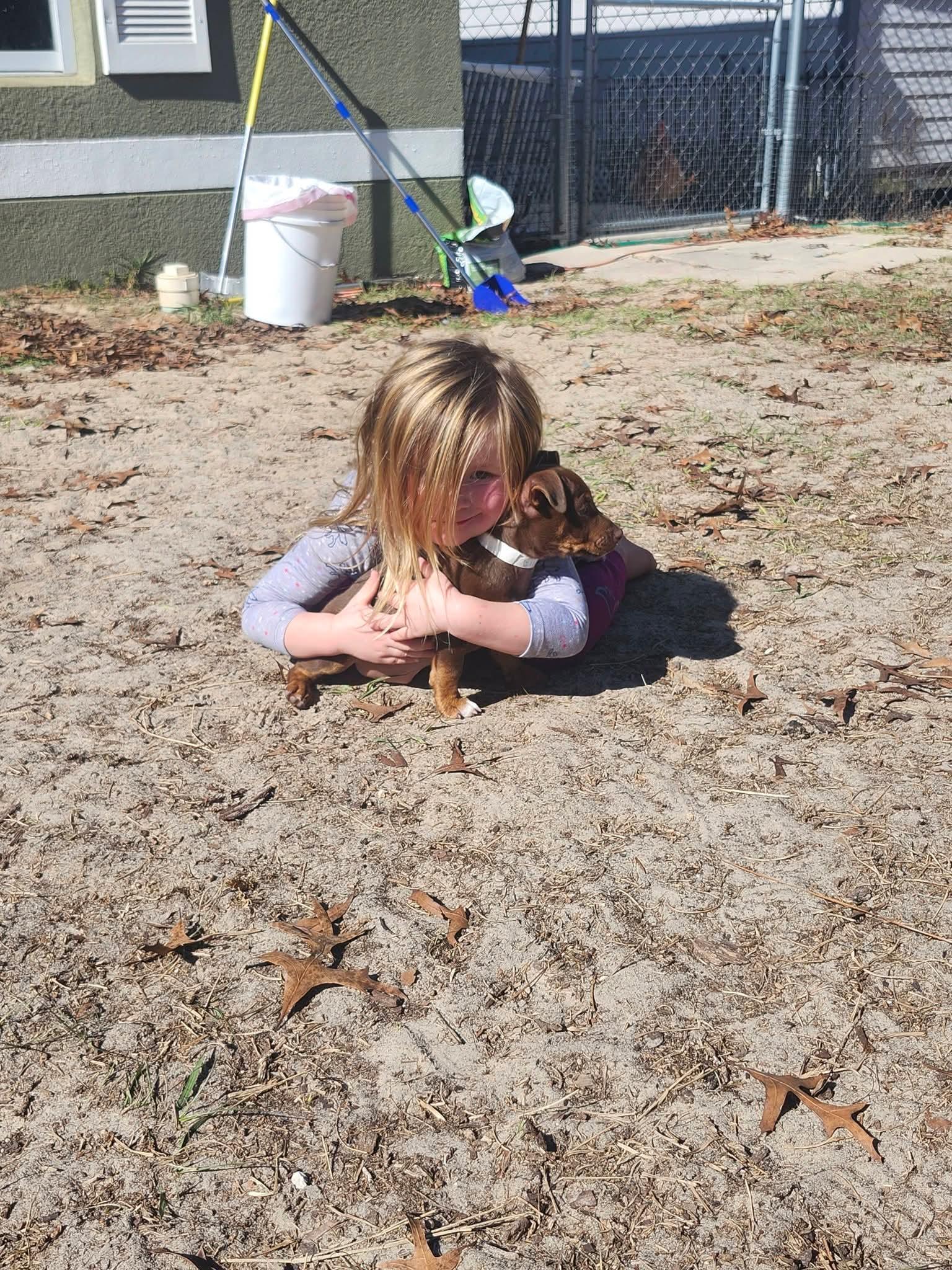 Ella, a ADOPTABLE mixed breed in Weeki Wachee, FL image 2/6