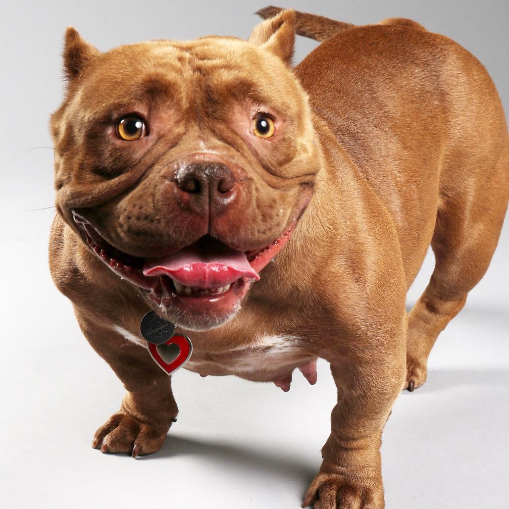 Nani, a Adoptable mixed breed in Cedar Creek, TX image 2/6