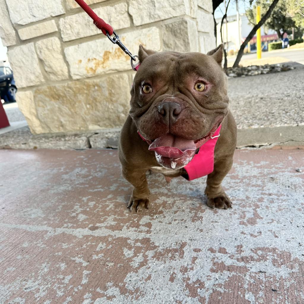 Nani, a Adoptable mixed breed in Cedar Creek, TX image 3/6
