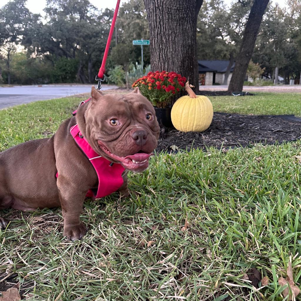 Nani, a Adoptable mixed breed in Cedar Creek, TX image 5/6