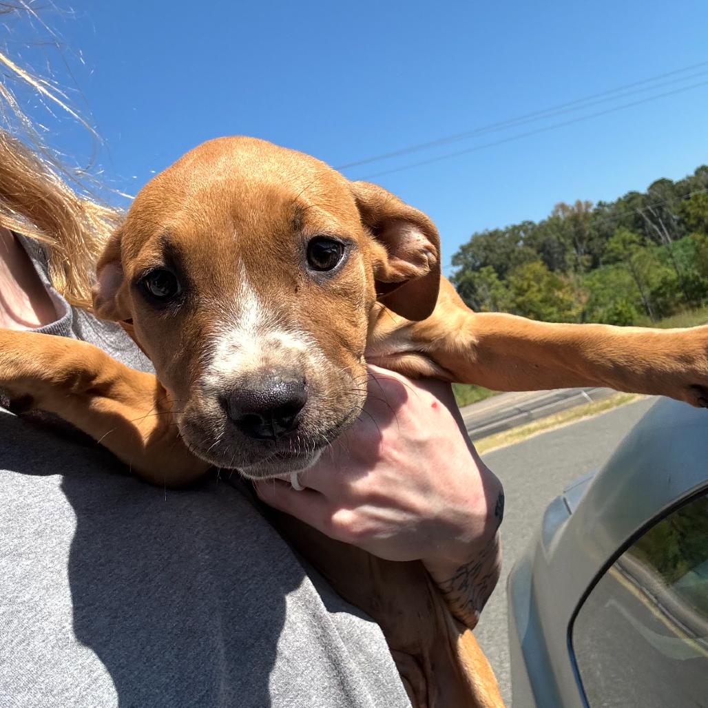 Gigi, Adoptable, Puppy Female Terrier & Mixed Breed.