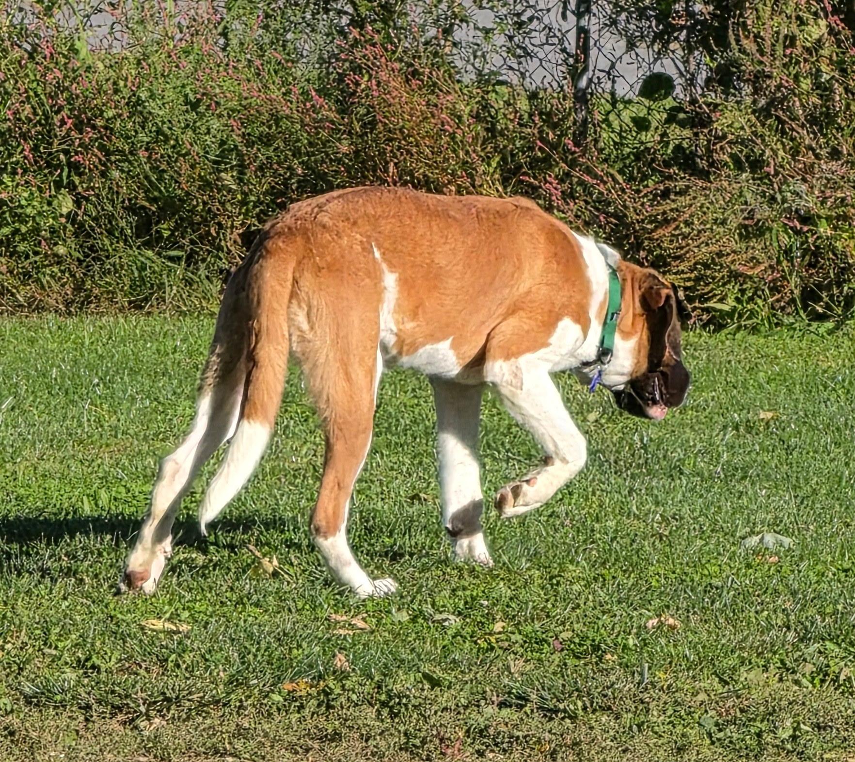 Cleo, Adoptable, Young Female Saint Bernard.