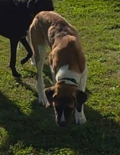 Enlarge Cleo, a Adoptable mixed breed in Carey, OH image 2/4