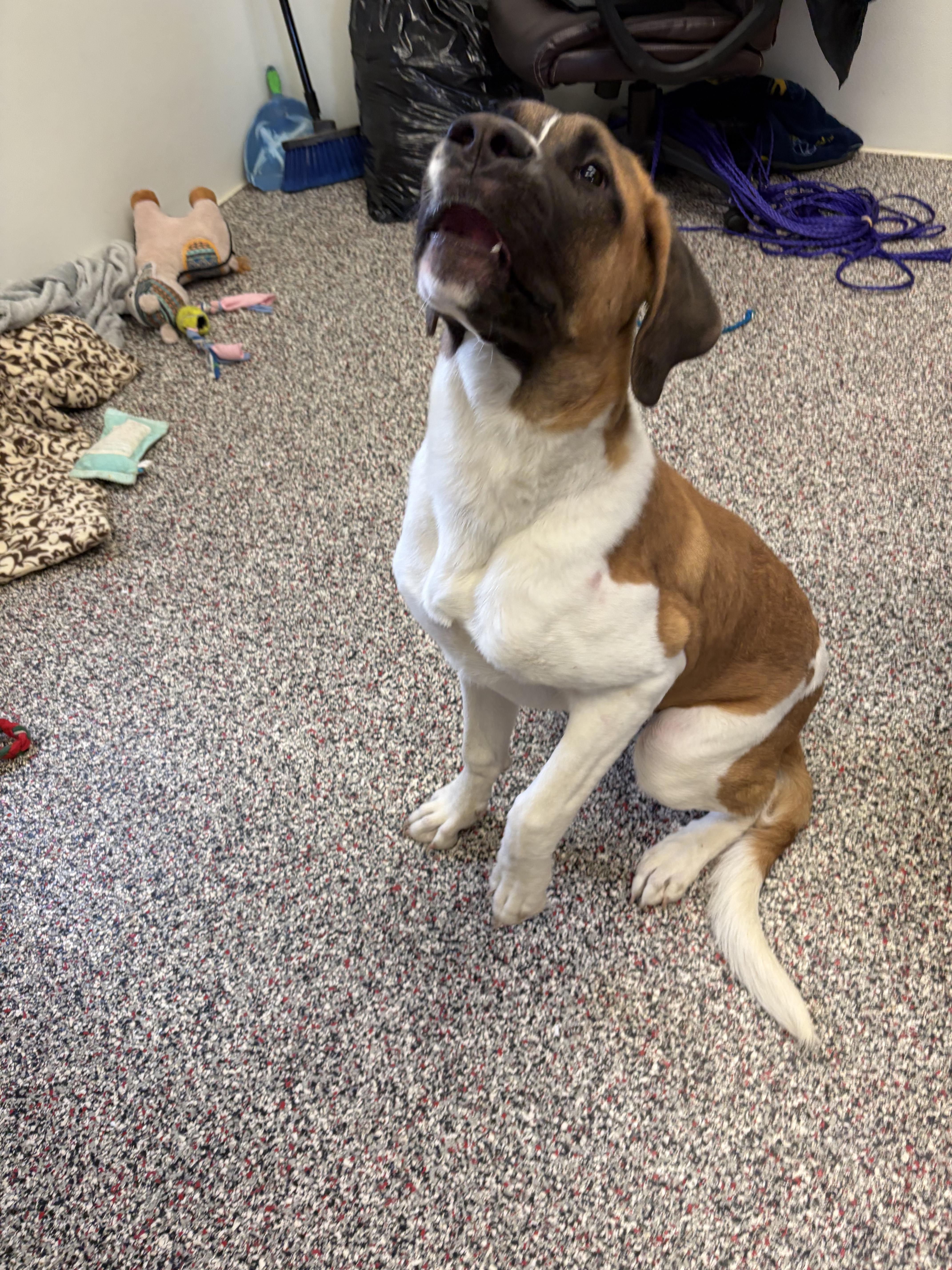 Enlarge Cleo, a Adoptable mixed breed in Carey, OH image 3/4
