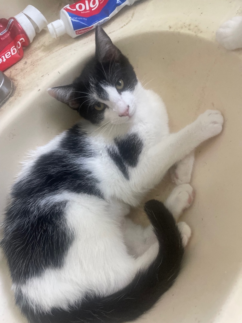 Enlarge Amelia, a Adoptable Domestic Short Hair in Bell Gardens, CA image 1/10