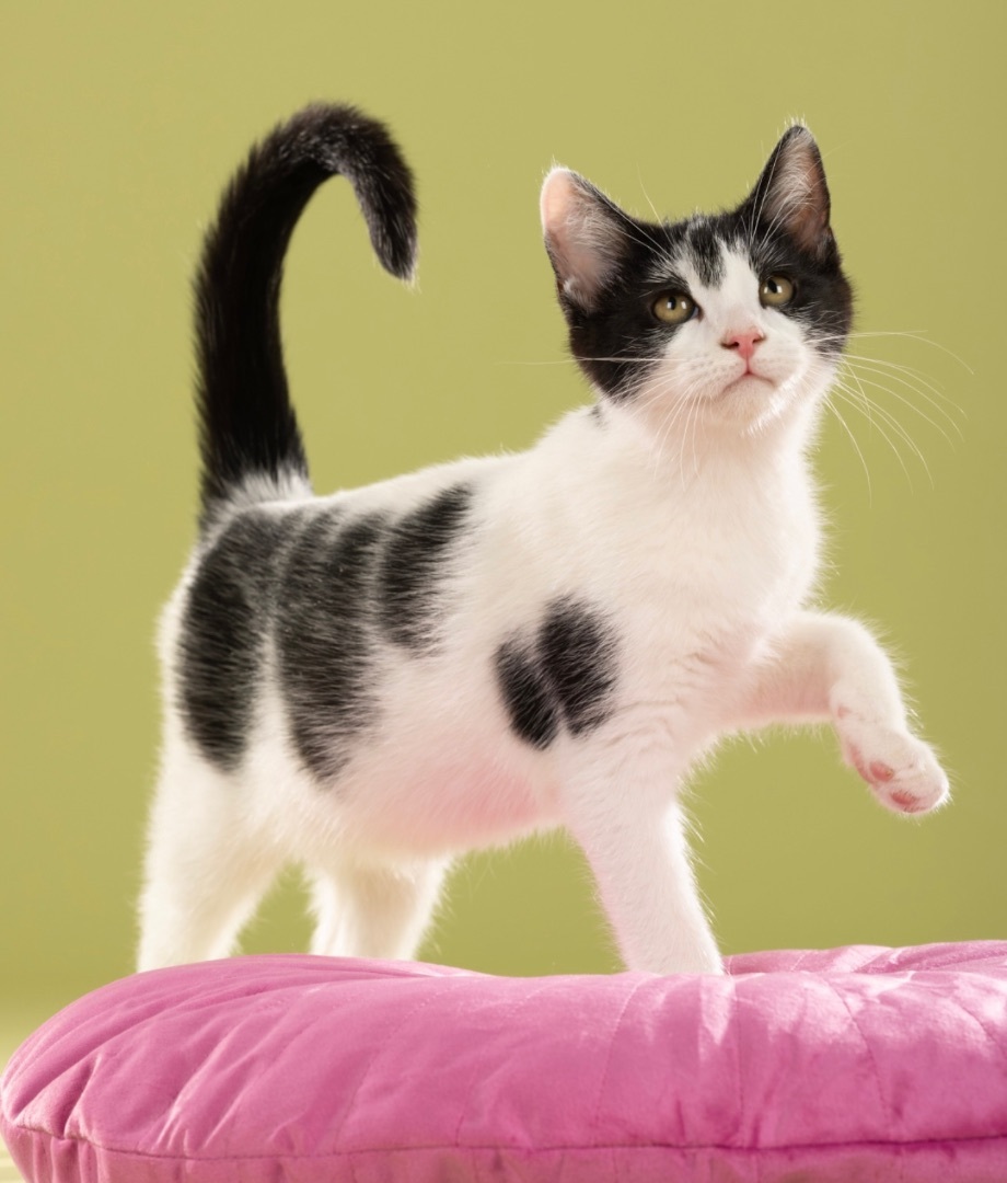 Enlarge Amelia, a Adoptable Domestic Short Hair in Bell Gardens, CA image 2/10