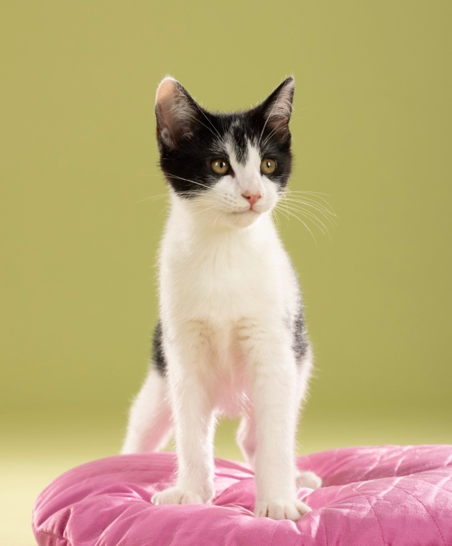 Enlarge Amelia, a Adoptable Domestic Short Hair in Bell Gardens, CA image 3/10