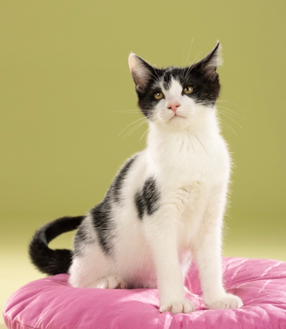 Enlarge Amelia, a Adoptable Domestic Short Hair in Bell Gardens, CA image 4/10