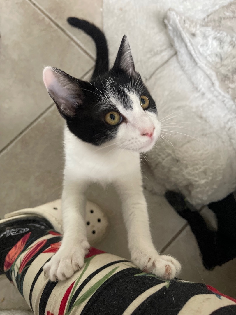 Enlarge Amelia, a Adoptable Domestic Short Hair in Bell Gardens, CA image 5/10