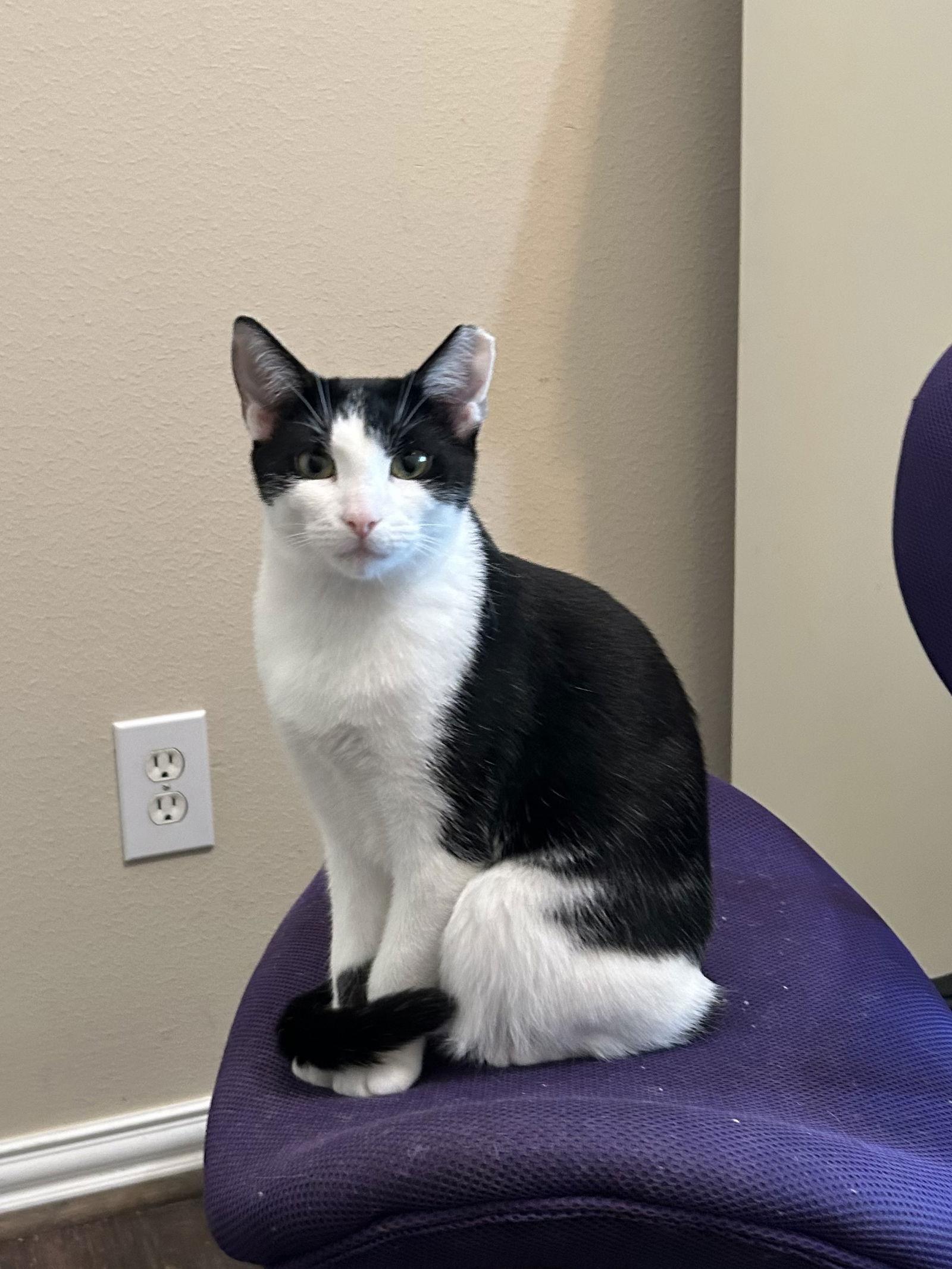 Enlarge Mini Me, a Adoptable Domestic Short Hair in The Woodlands, TX image 1/3