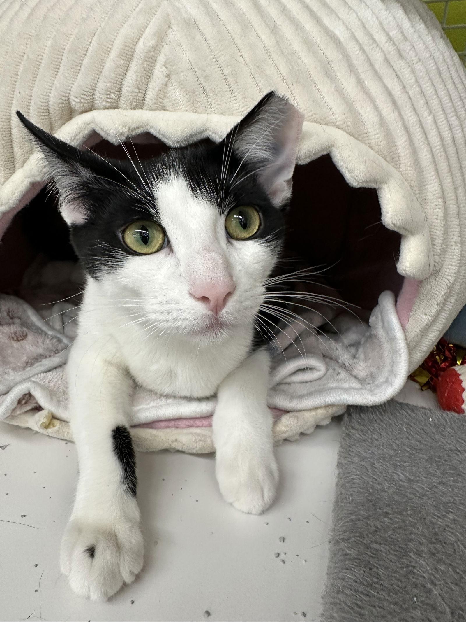 Enlarge Mini Me, a Adoptable Domestic Short Hair in The Woodlands, TX image 2/3